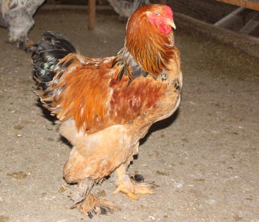 Brahma